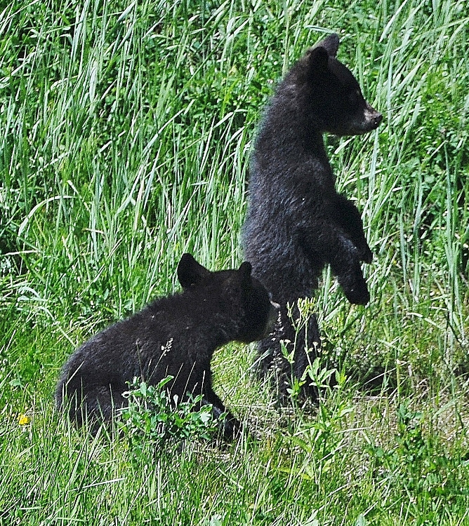 black bear cub